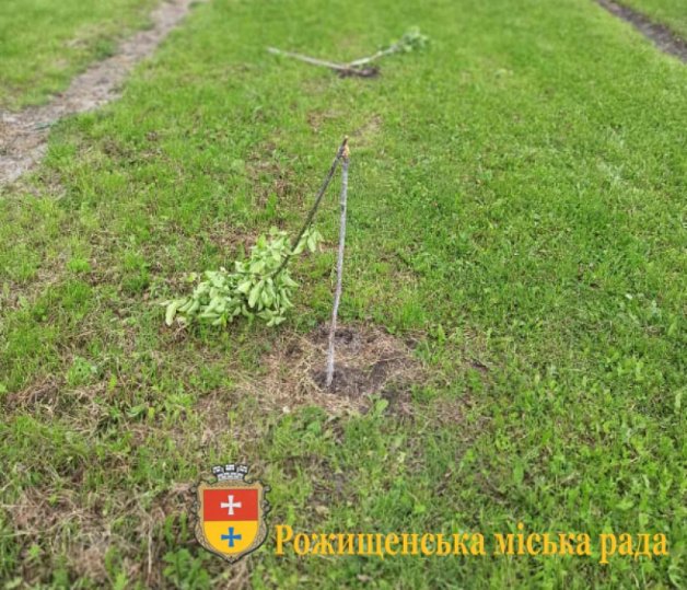 У місті на Волині вандали понищили молоді дерева та майданчик на території дитсадка