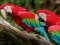 Крадіжка папуг із Луцького зоопарку: водіїв просять долучитися до пошуків злодюг