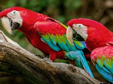 Крадіжка папуг із Луцького зоопарку: водіїв просять долучитися до пошуків злодюг
