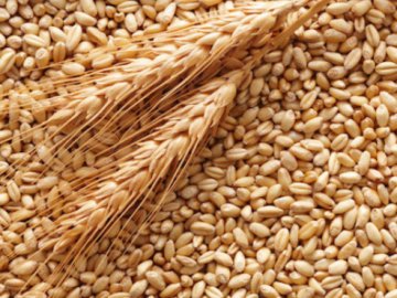 МЗС попереджає інші країни, що зерно від РФ може бути вкрадене в Україні