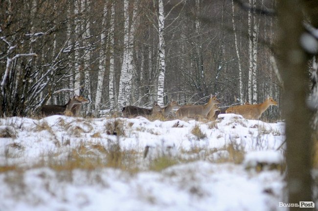 Квартири сиротам та 60 тисяч для хворої дівчинки. Добрі новини Волині