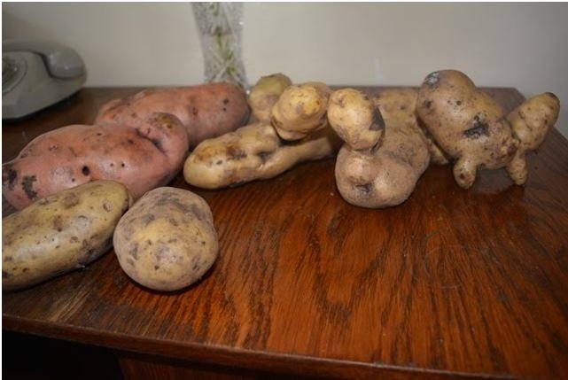 Волинянка похизувалася великим врожаєм картоплі