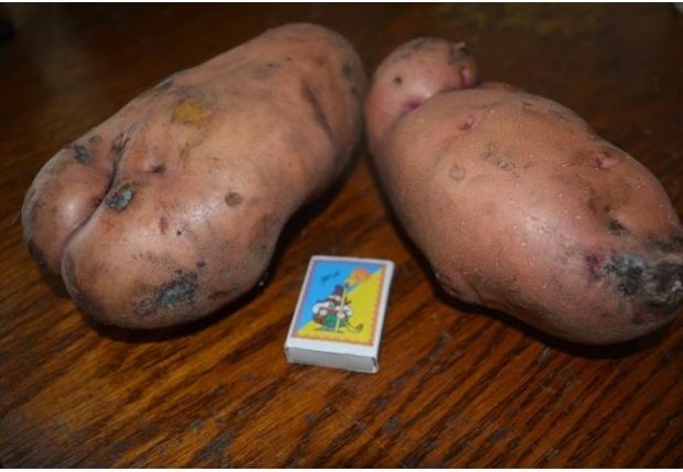 Волинянка похизувалася великим врожаєм картоплі