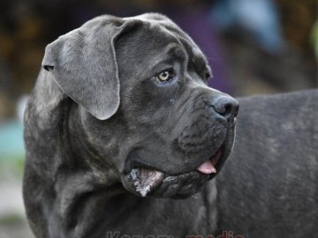 Накинувся на перехожого: у Ковелі судили чоловіка, який вигулював собаку без намордника