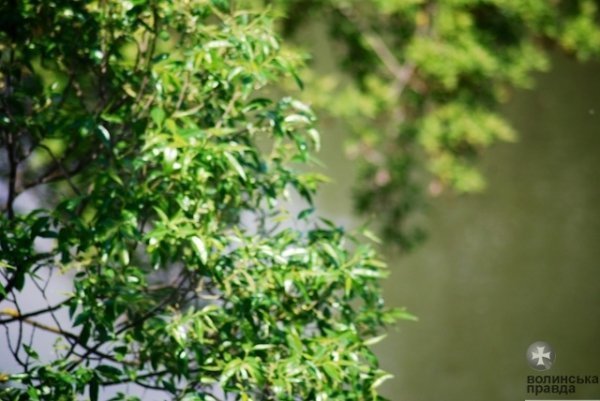 Першотравневий Луцьк. ФОТО