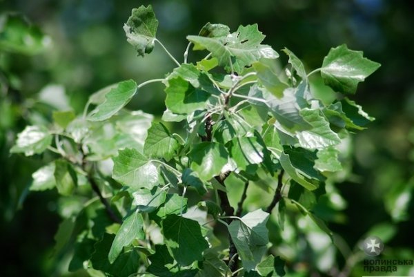 Першотравневий Луцьк. ФОТО