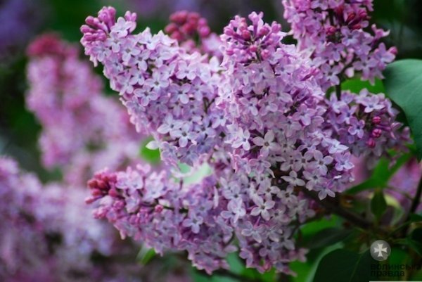 Першотравневий Луцьк. ФОТО