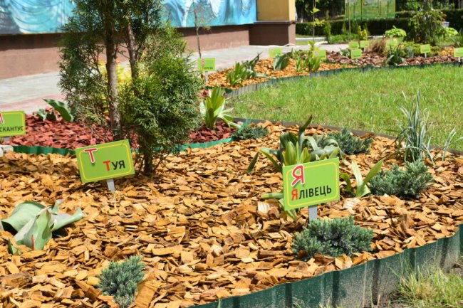 У Луцьку на території дитячого садочка з'явився ботанічний куточок. ФОТО