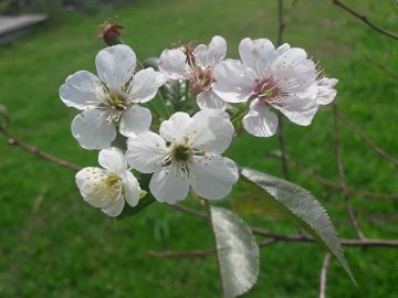 Весна посеред літа: на Волині розквітли яблуні і вишні. ФОТО