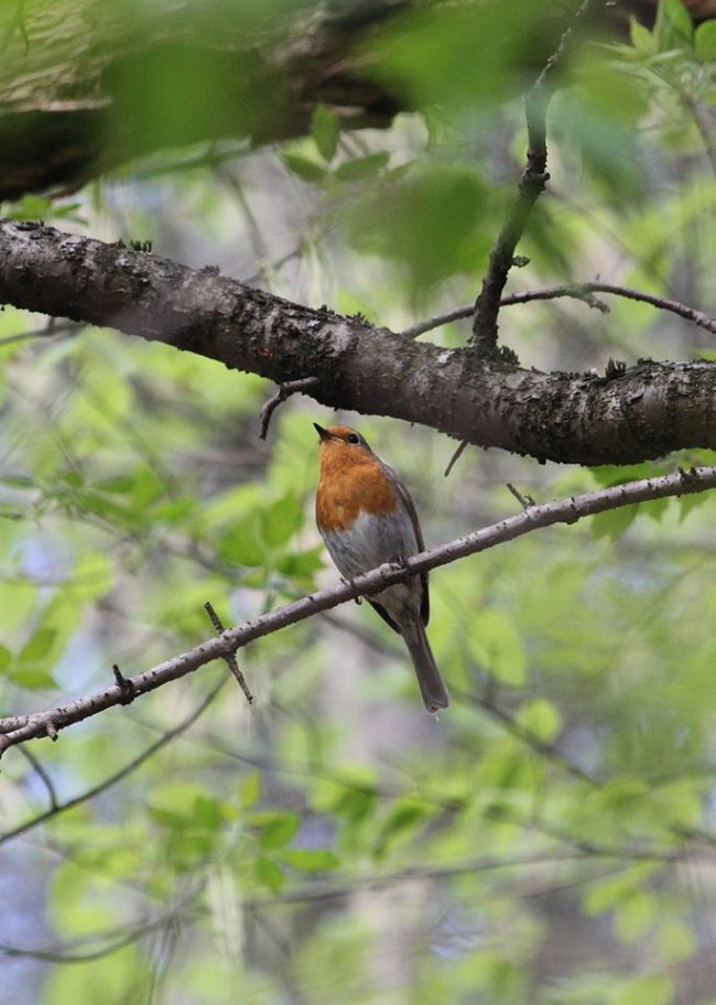 Руда, пухнаста і схожа на кульку: показали пернату мешканку природного парку на Волині. ФОТО