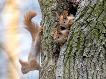 Погода в Луцьку на вівторок, 14 лютого