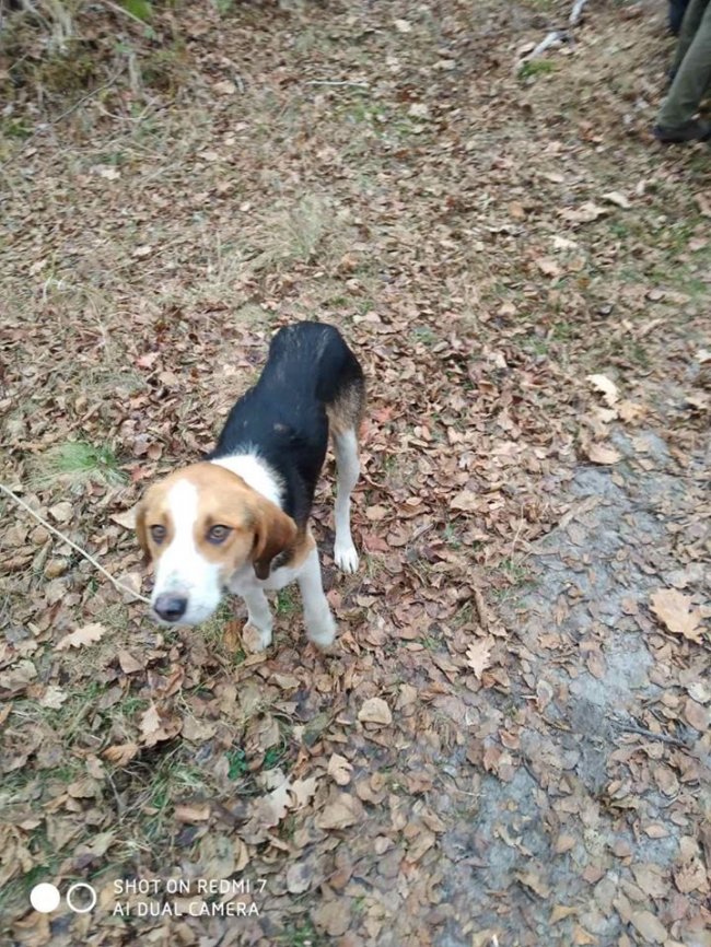 У нацпарку на Волині зловили чотирьох браконьєрів із рушницями. ФОТО