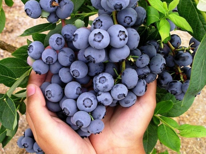 Обійдуться у кругленьку суму: на Світязі стартував сезон ягід та грибів