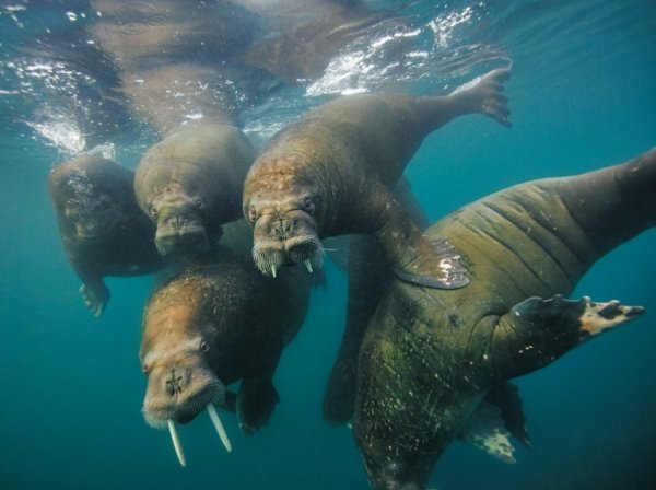 Моржі, Земля Франца-Йосипа. Автор: Корі Річардс