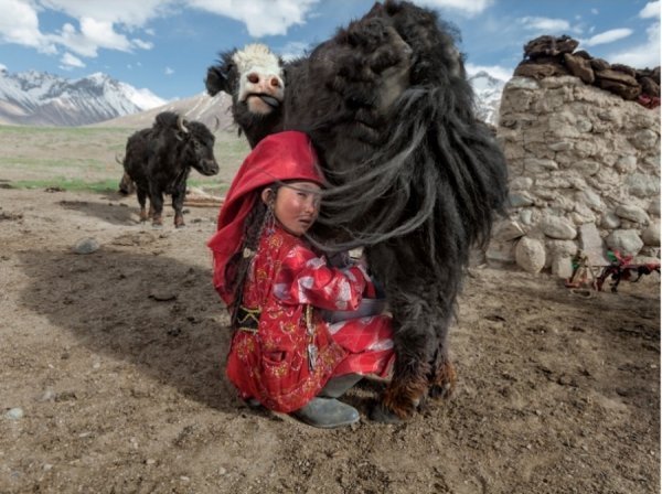 Юна доярка, Афганістан. Автор: Меттью Пэйлі