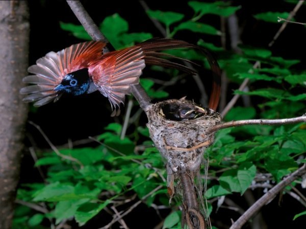 Райська довгохвоста мухоловка, Росія. Автор: Володимир Медведєв