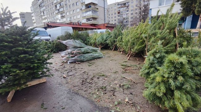 У Луцьку перевірили законність продажу ялинок, знайшли порушення. ФОТО, ВІДЕО