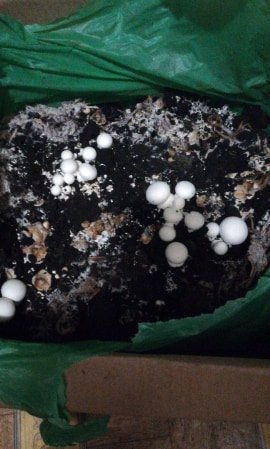 Волинянка поділилася секретом вирощування грибів в домашніх умовах