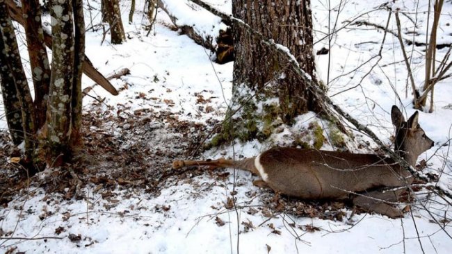 В лісництві на Волині врятували самця козулі, двох тварин вбили