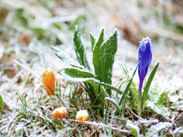 В Україні прогнозують заморозки