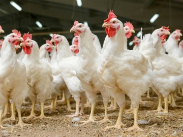 Волинська птахофабрика планує відмовитися від використання антибіотиків 
