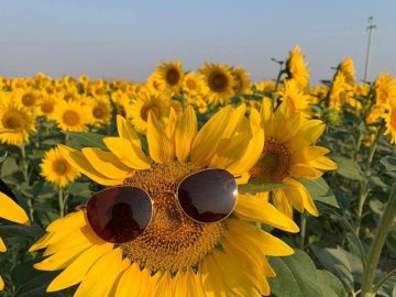 Добрі новини від ВолиньPost за 25 липня