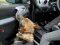 На волинському кордоні пес винюхав наркотики в автомобілі. ФОТО