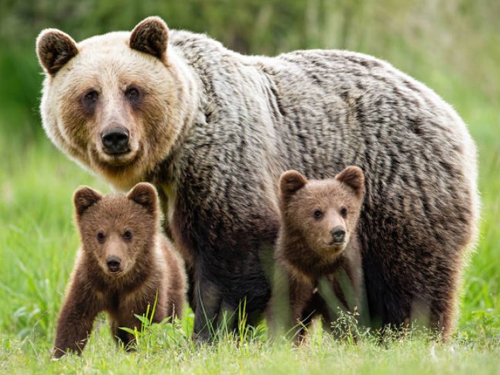 На Волині бачили червонокнижну ведмедицю з ведмежатами, - ЗМІ