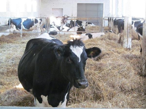 Коли європейці будуть вживати волинське молоко 