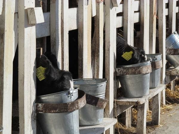 Коли європейці будуть вживати волинське молоко 