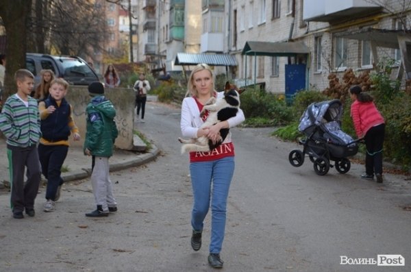  У Луцьку ловлять бродячих собак