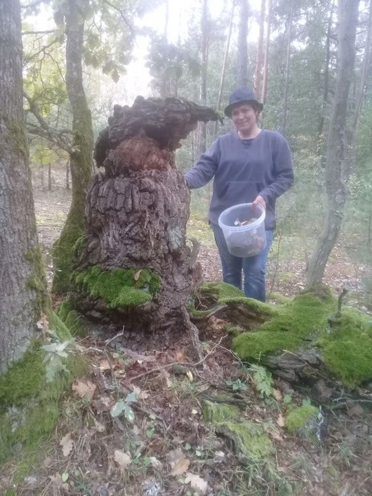 Заступник голови Волинської облради назбирав декілька кошиків грибочків. ФОТО