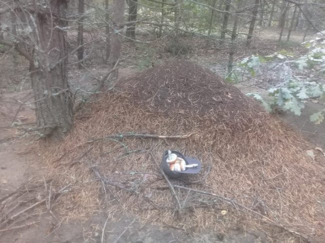 Заступник голови Волинської облради назбирав декілька кошиків грибочків. ФОТО