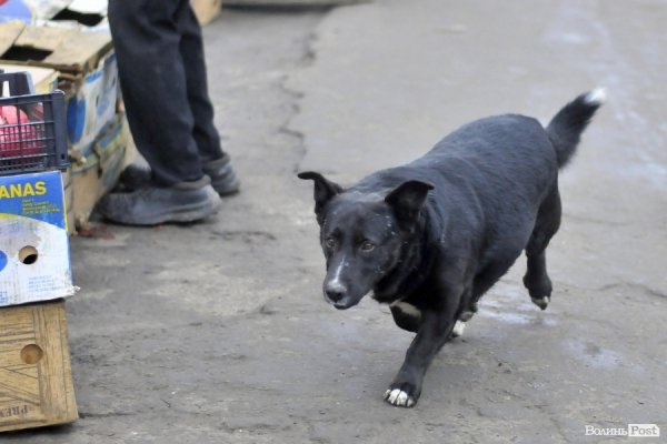 Центральний ринок. БУДНІ МІСТА