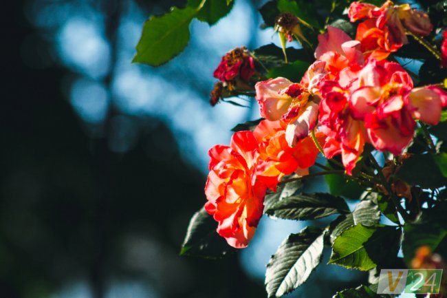 Рожеві, білі і червоні: у центрі Луцька зацвів трояндовий сад