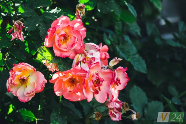 Рожеві, білі і червоні: у центрі Луцька зацвів трояндовий сад