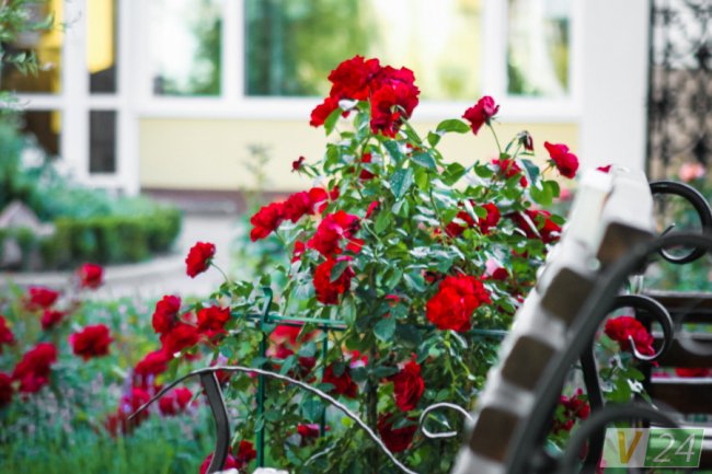 Рожеві, білі і червоні: у центрі Луцька зацвів трояндовий сад