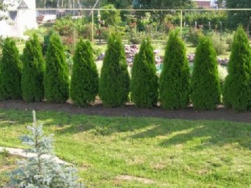 На Волині з території лісництва викрали декоративні хвойні дерева