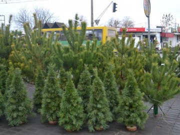 Скільки коштують живі ялинки та сосни на Старому ринку