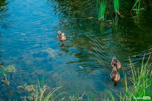 Усмішки малечі та бризки водограю: літній день у Луцьку. ФОТО