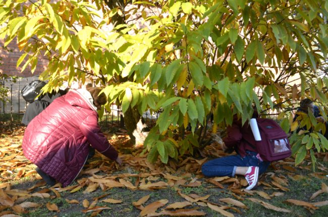 На Волині школярі заготовляли насіння рідкісних видів дерев. ФОТО