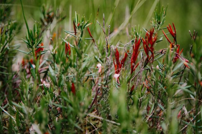 Луцька фотографка показала красу загадкового Черемського болота 