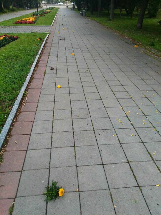 Невідомі повиривали квіти з клумб у луцькому парку. ФОТО