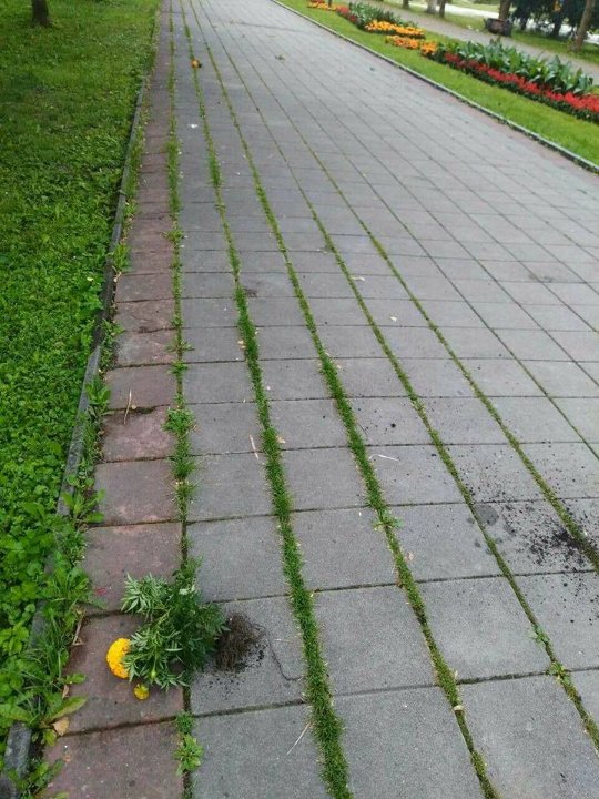 Невідомі повиривали квіти з клумб у луцькому парку. ФОТО