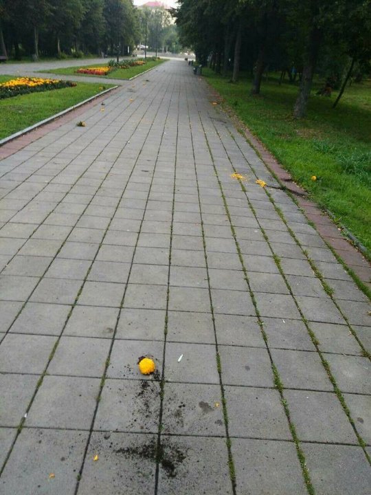 Невідомі повиривали квіти з клумб у луцькому парку. ФОТО