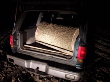 На Волині за зрізаний дуб зловмисникам «світить кримінал»