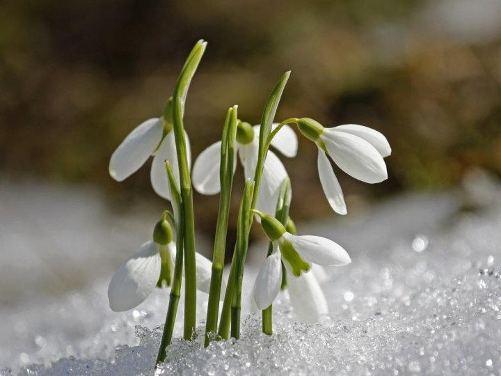 Волинян порадує тепло: погода наприкінці зими і на початку весни