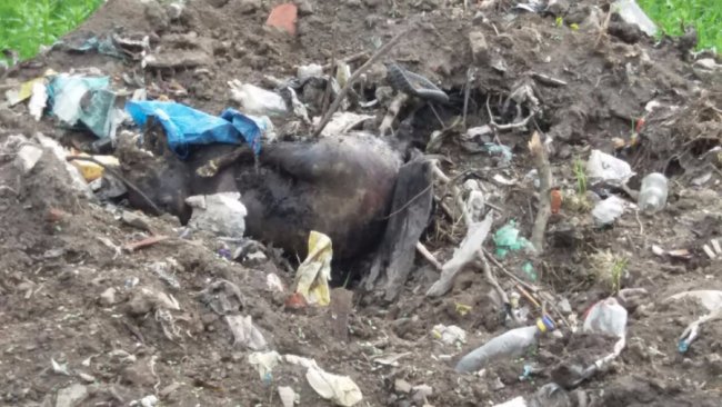 Людська  «гуманність»: на волинське сміттєзвалище викинули корову