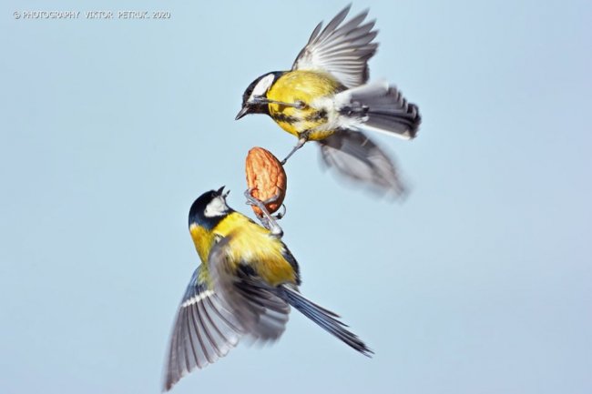 Різдвяні синички в об'єктиві волинського фотографа