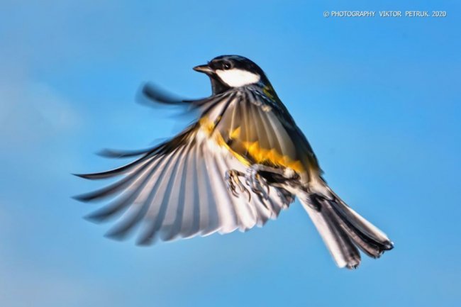 Різдвяні синички в об'єктиві волинського фотографа